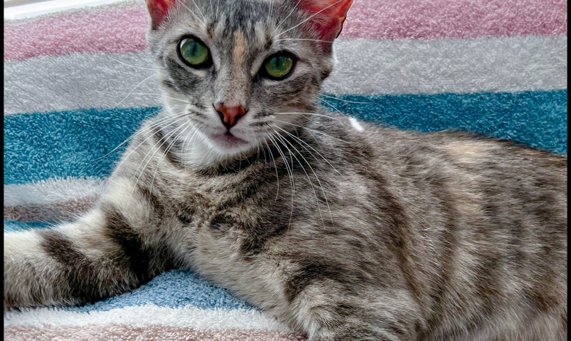 Heidi