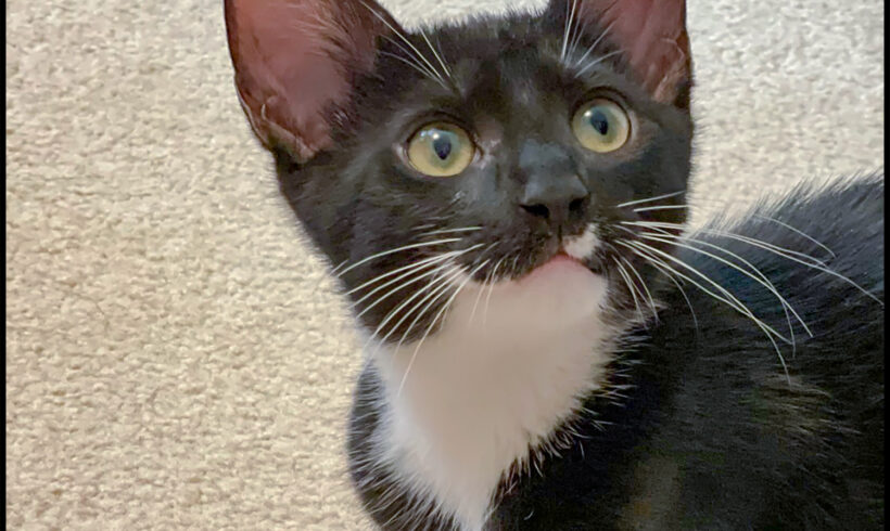 Pepper