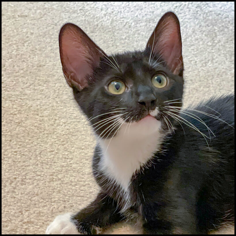 Pepper