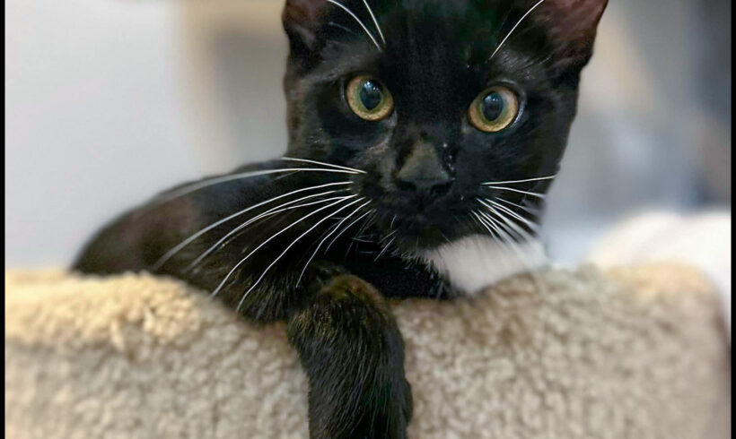 Pierre