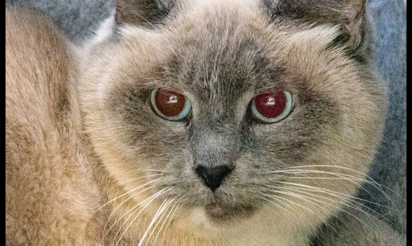 Tabitha
