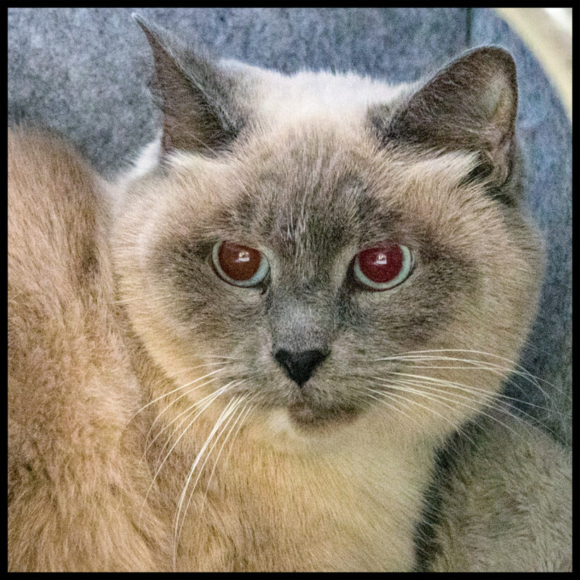Tabitha