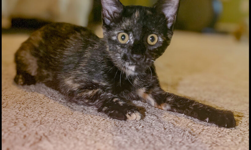 Lucy