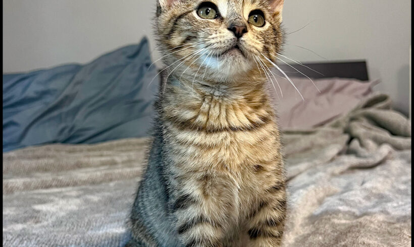 Rupi