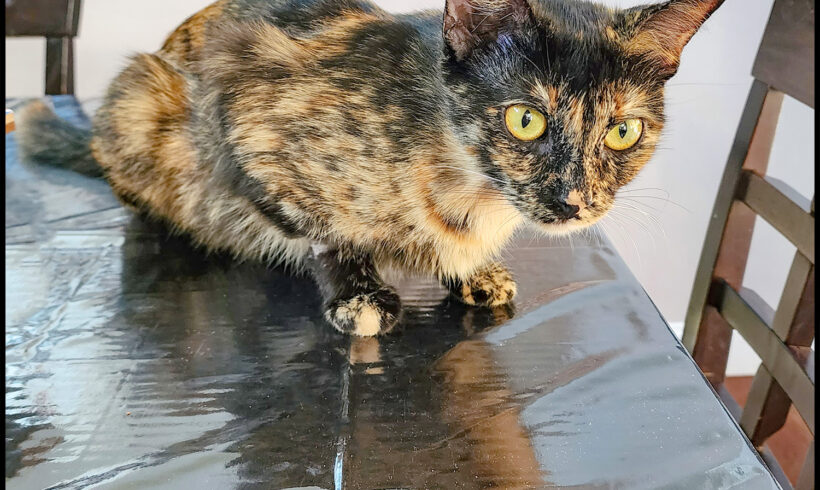 Samara