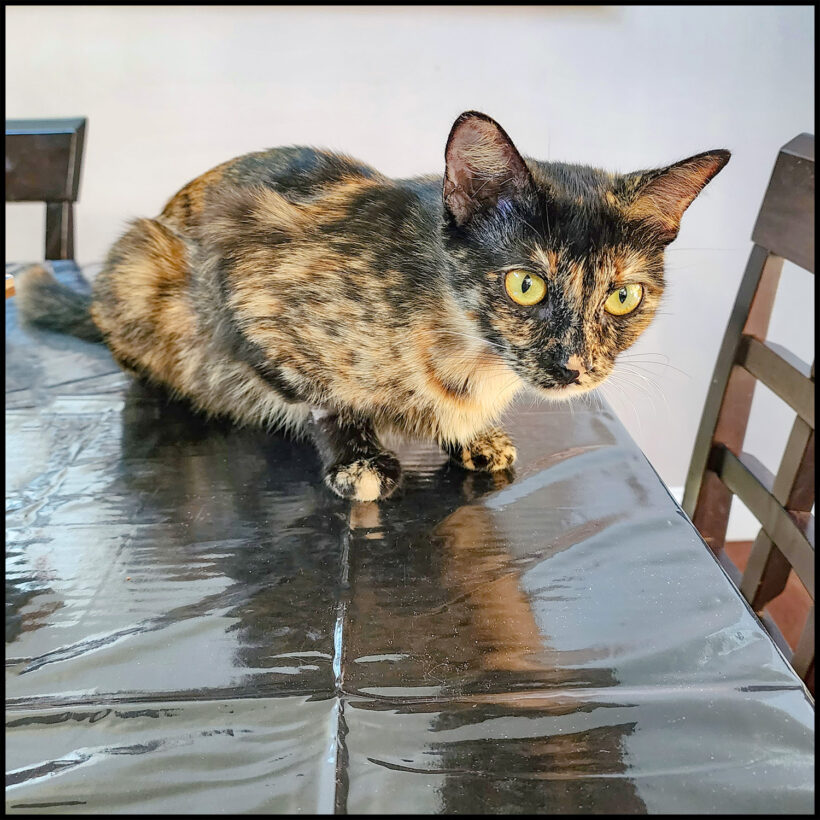 Samara