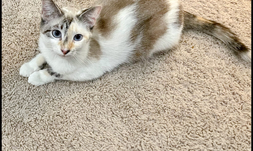 Stella Blue