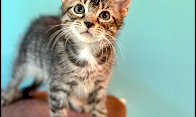 Archie