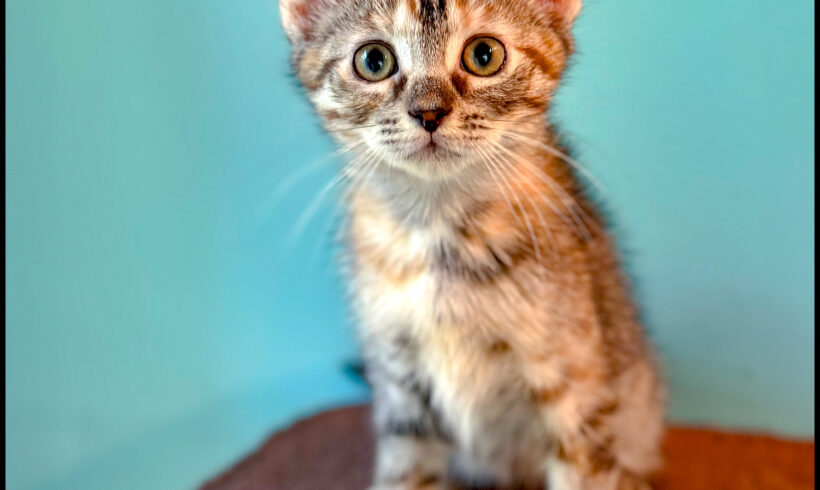 Pixel