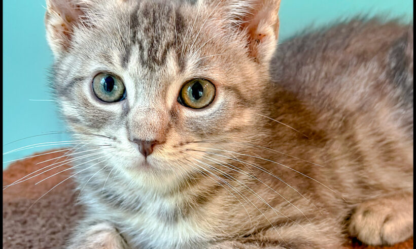 Widget