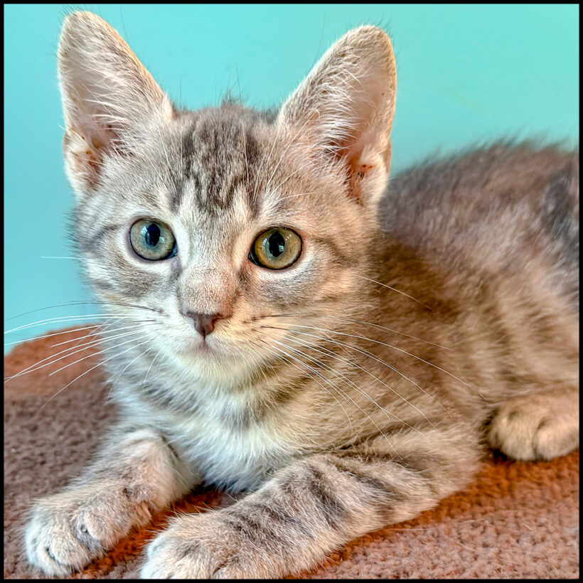 Widget