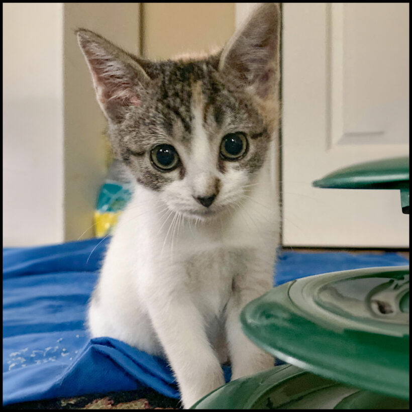Esmeralda