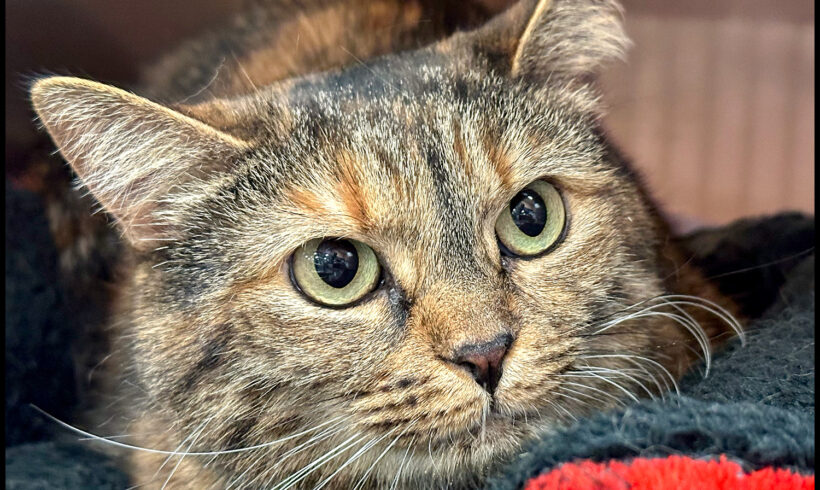 Mimi