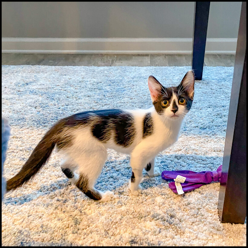 Cecelia