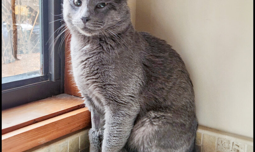 Smokey