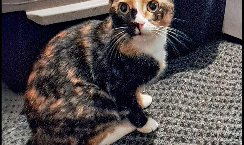 Little Mama