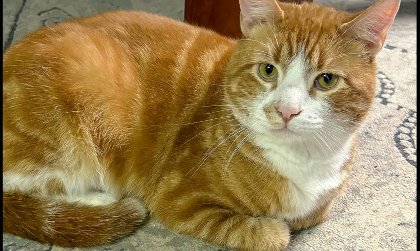 Garfield