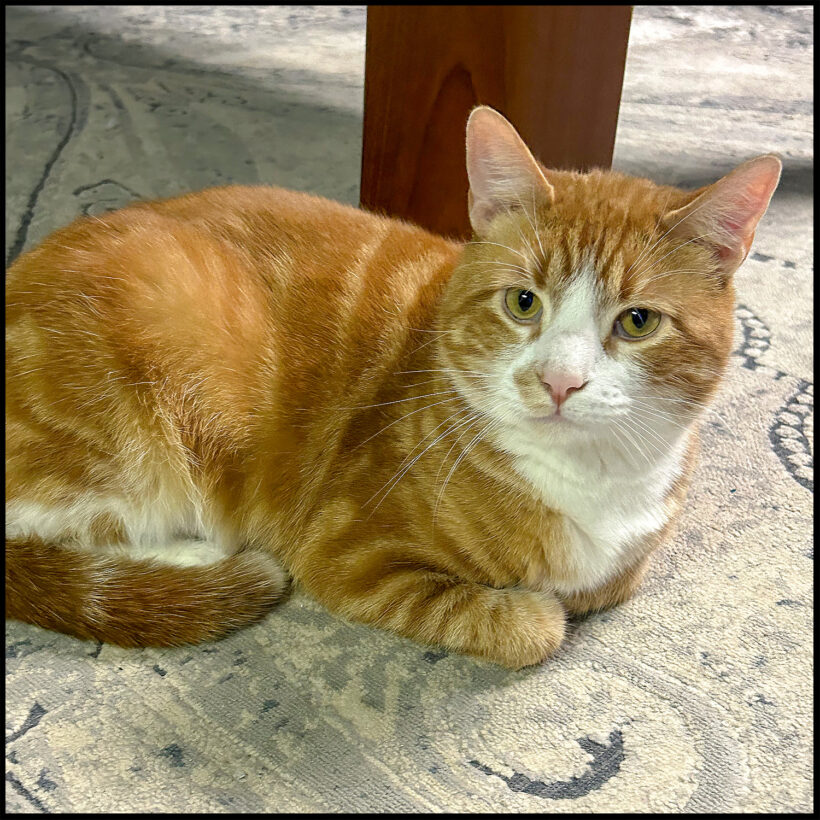 Garfield
