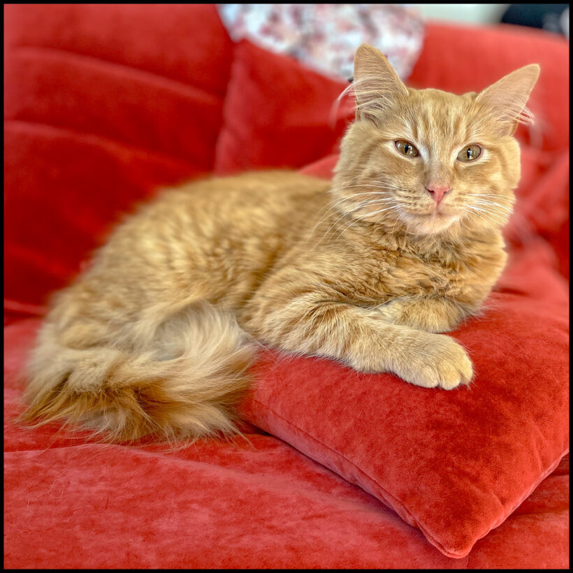 Jovi Jovi