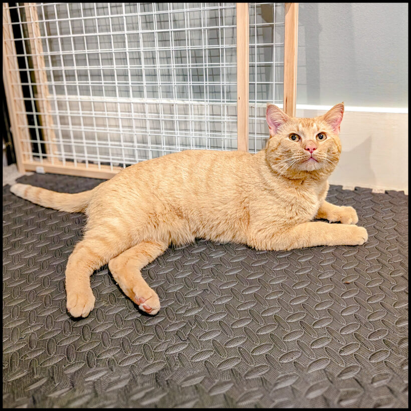 Gabriel