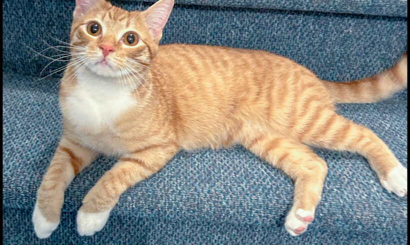 Little Boots
