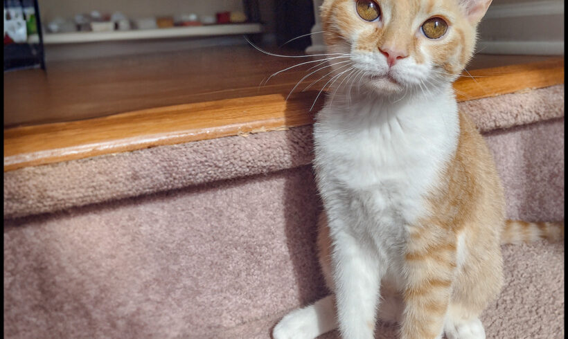 Peaches