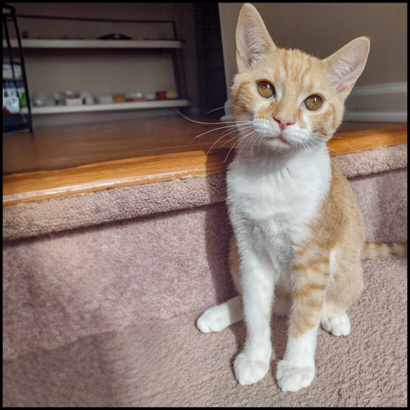 Peaches
