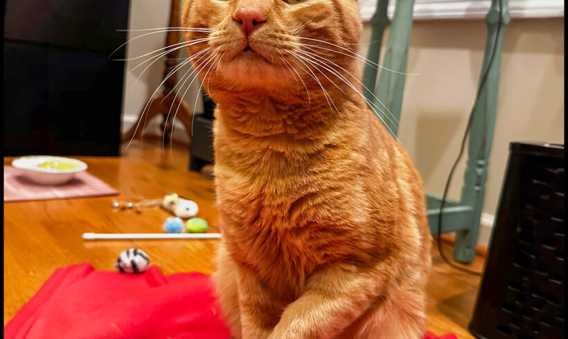 Teddy