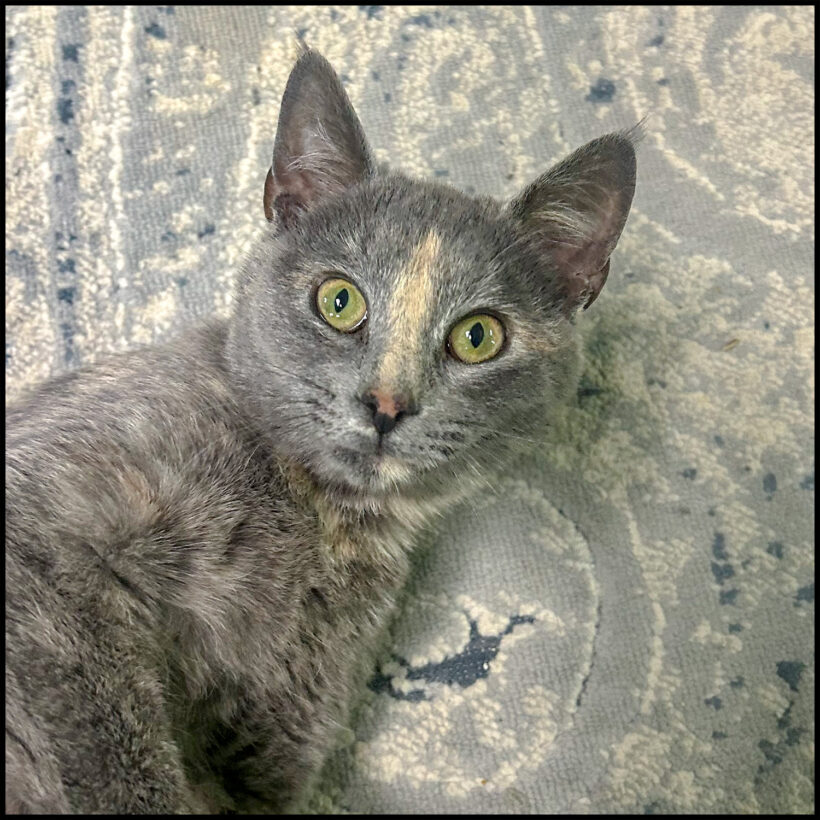 Celina