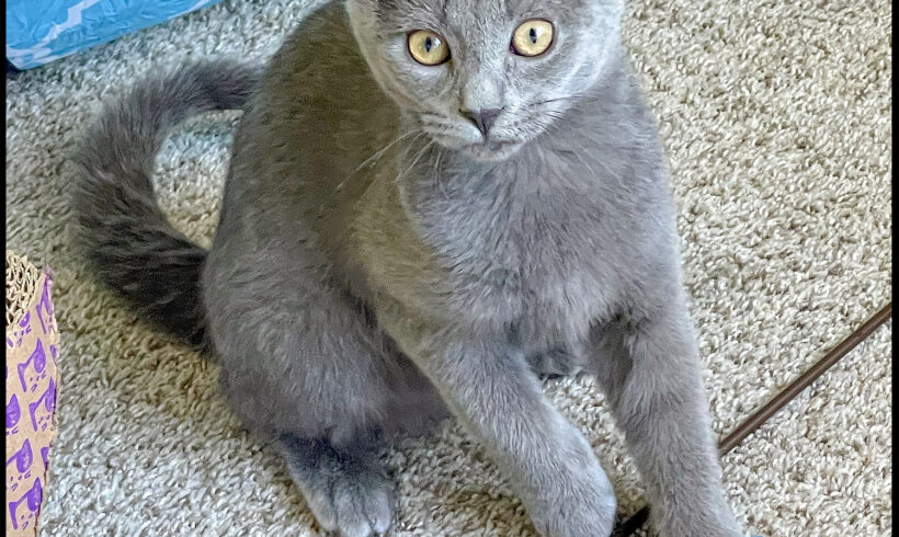 Smokey Rose