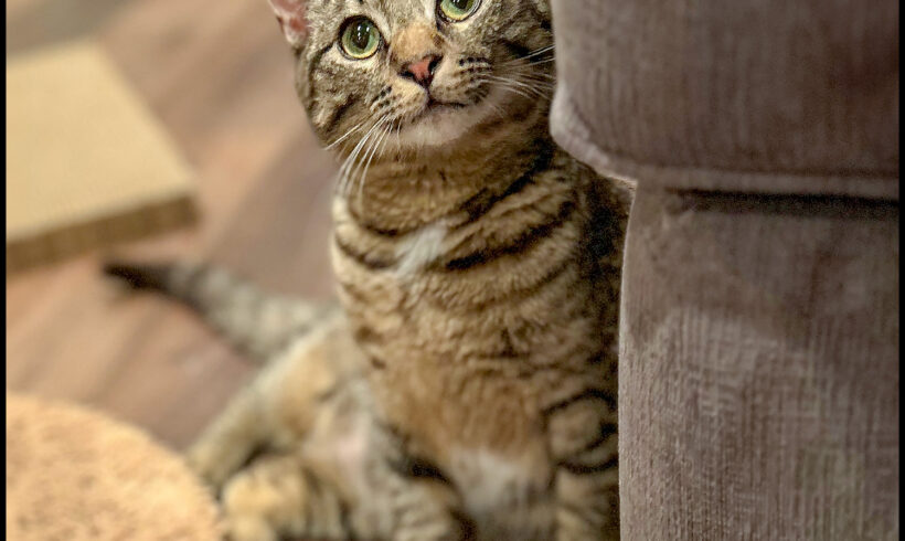 Tiny
