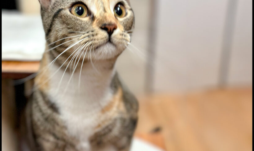 Caterina