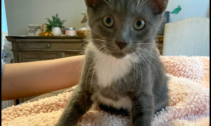 Juniper