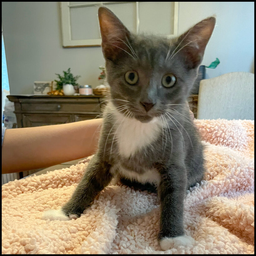 Juniper