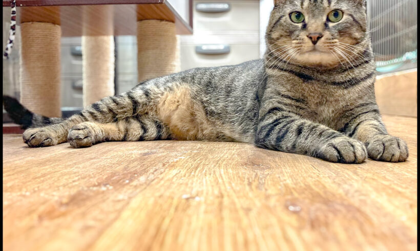 Mr. Tiger