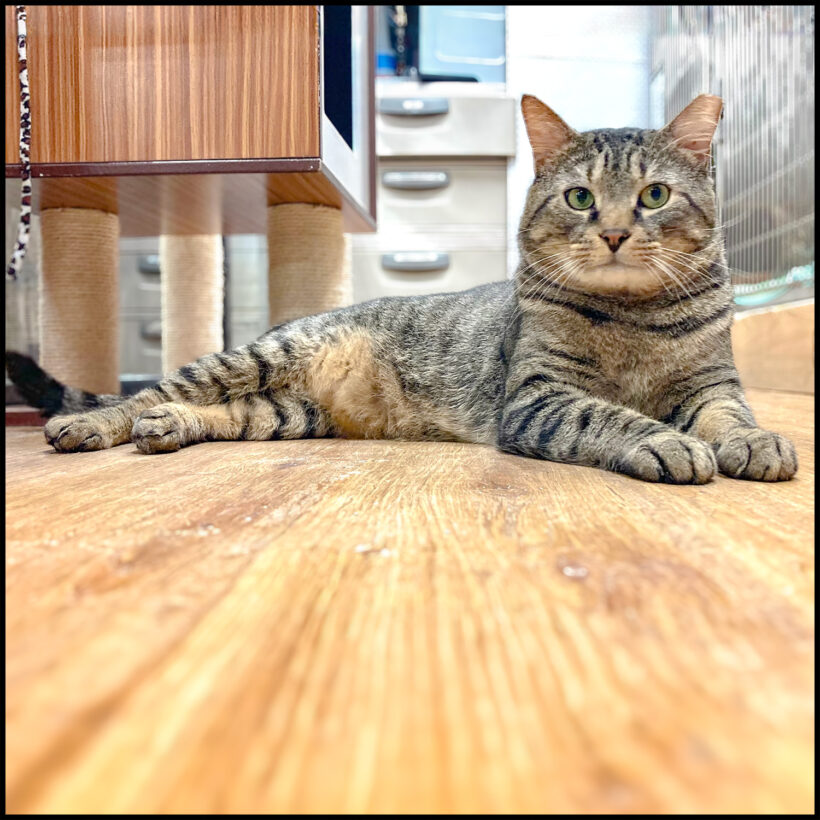 Mr. Tiger