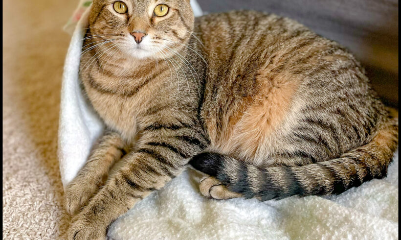 Milo