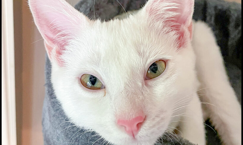 Opal