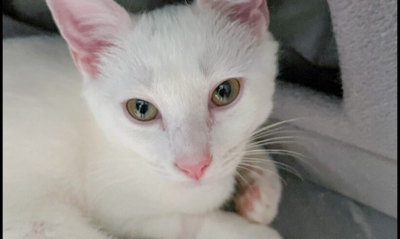 Pearl