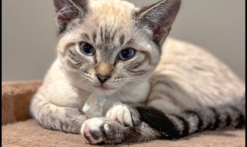 Skye