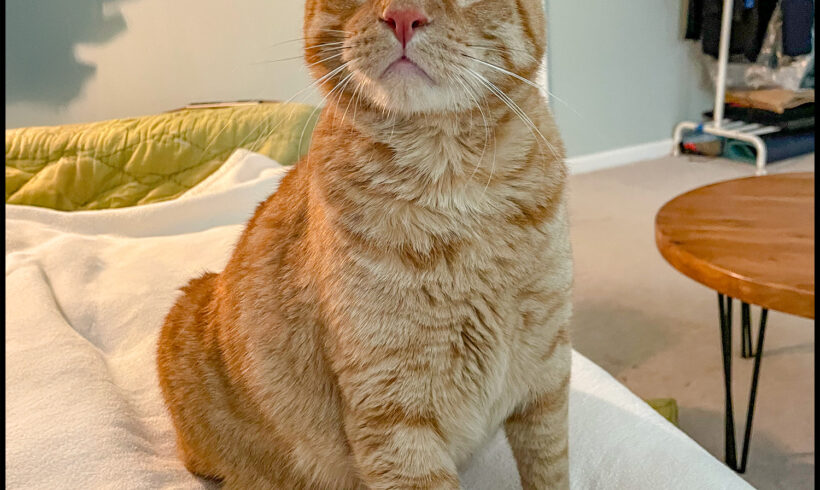 Whiskey
