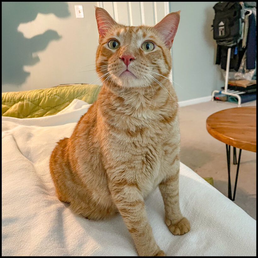 Whiskey