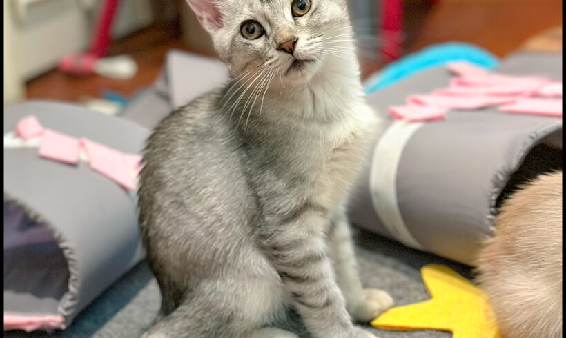 Bob Meowy