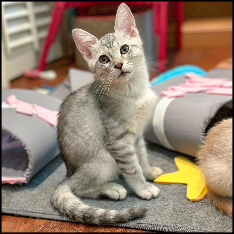 Bob Meowy