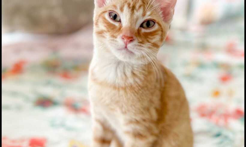 Figaro