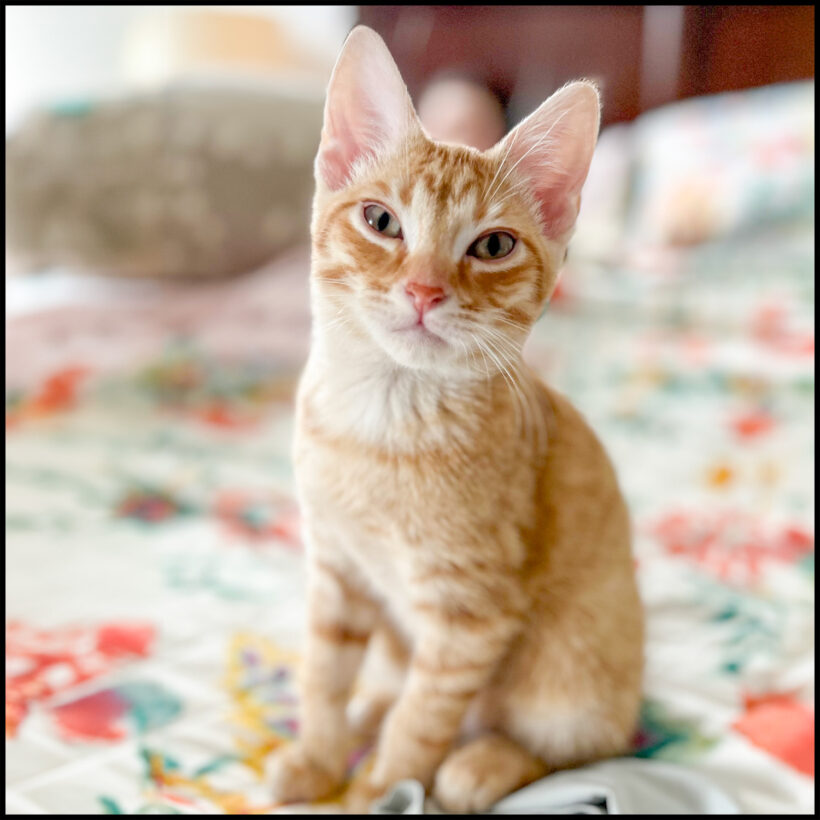 Figaro