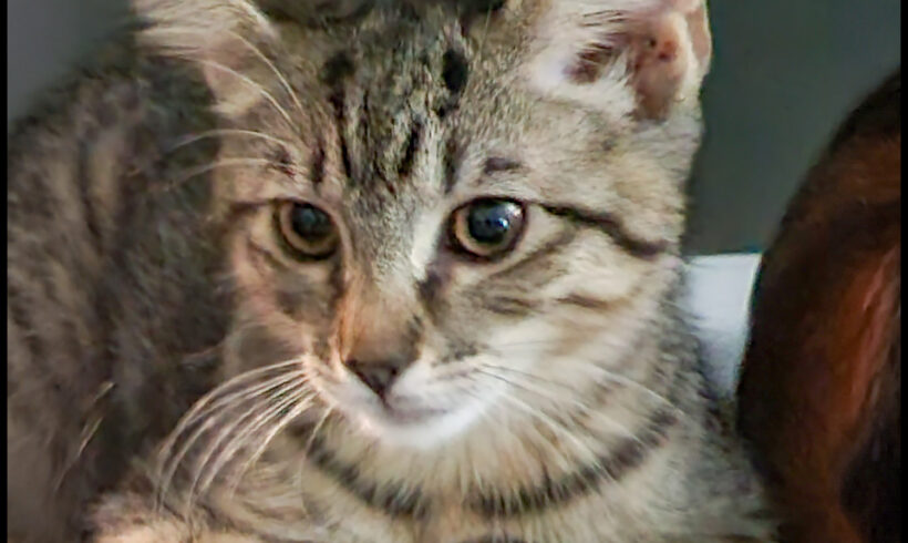 Leo