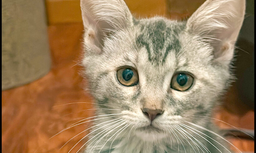 Meowy Jane