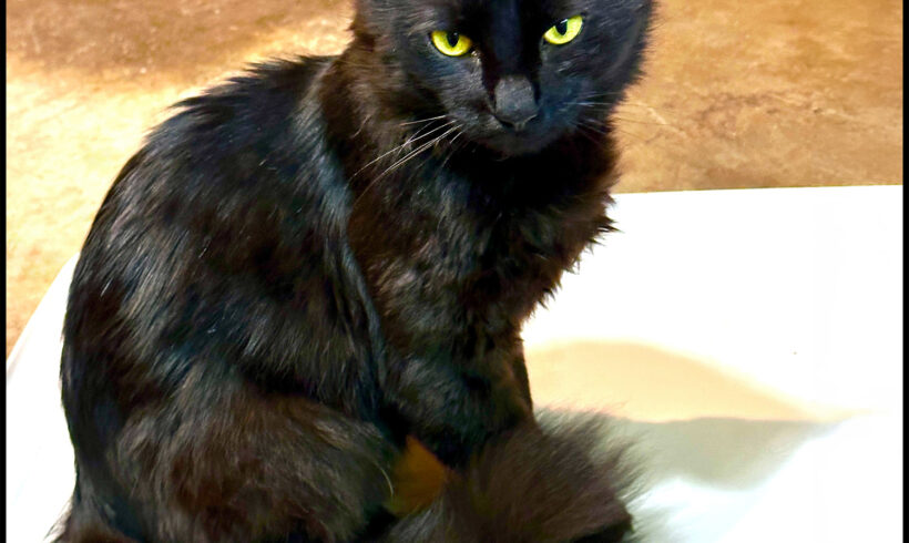 Black Fluffy