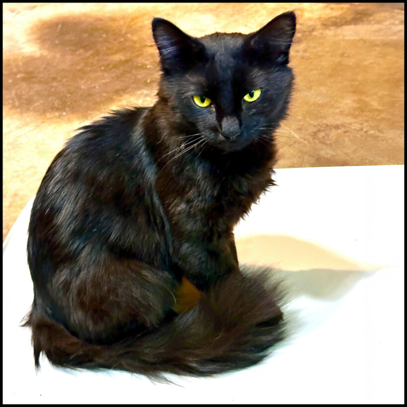 Black Fluffy